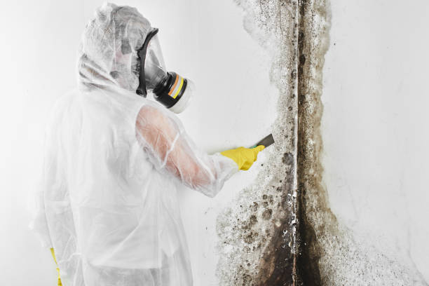 Trusted South San Francisco, CA Mold Removal Experts